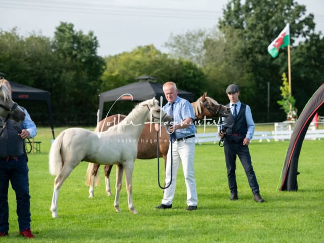 Regionalschau IG Welsh 30