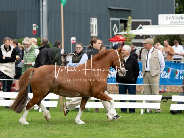 Regionalschau IG Welsh 15