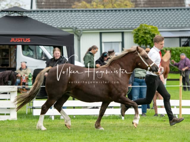 Regionalschau IG Welsh 16