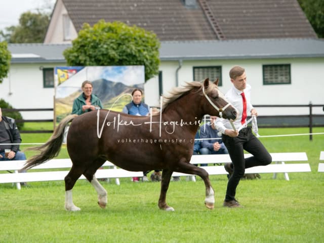 Regionalschau IG Welsh 17