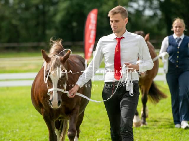 Regionalschau IG Welsh 26