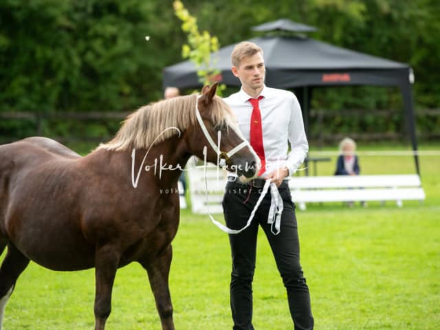 Regionalschau IG Welsh 28