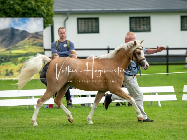 Regionalschau IG Welsh 30