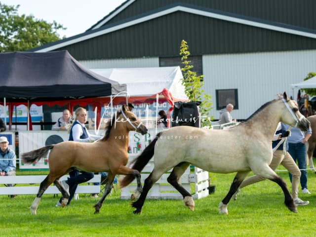Regionalschau IG Welsh 11