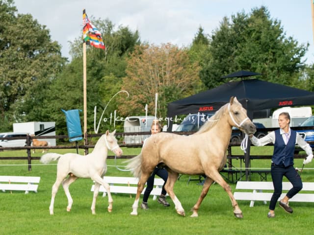 Regionalschau IG Welsh 13