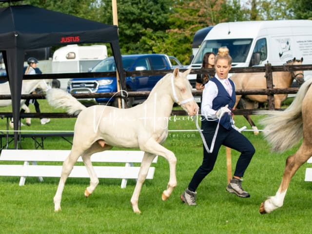 Regionalschau IG Welsh 14