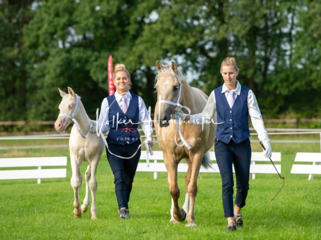 Regionalschau IG Welsh 15
