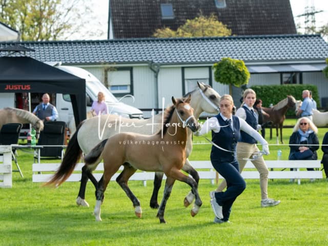 Regionalschau IG Welsh 16