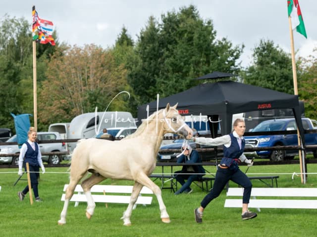 Regionalschau IG Welsh 23