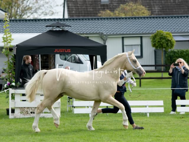Regionalschau IG Welsh 24