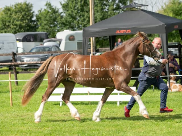 Regionalschau IG Welsh 21