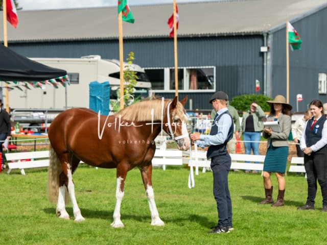 Regionalschau IG Welsh 28